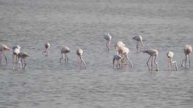 Sicilya Vendicari 'de gün batımında su birikintisinde dinlenen pembe flamingo.