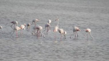 Sicilya Vendicari 'de gün batımında su birikintisinde dinlenen pembe flamingo.