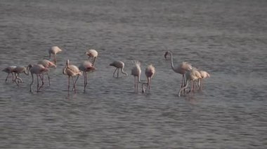 Sicilya Vendicari 'de gün batımında su birikintisinde dinlenen pembe flamingo.