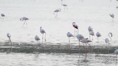 Sicilya Vendicari 'de gün batımında su birikintisinde dinlenen pembe flamingo.