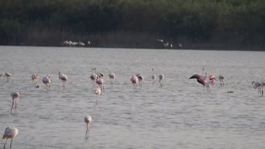 Sicilya Vendicari 'de gün batımında su birikintisinde dinlenen pembe flamingo.