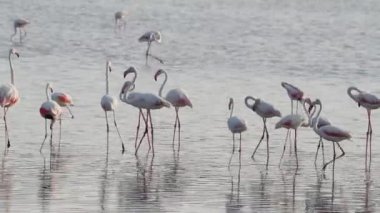 Sicilya Vendicari 'de gün batımında su birikintisinde dinlenen pembe flamingo.