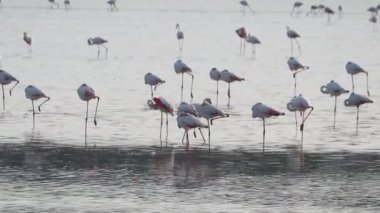Sicilya Vendicari 'de gün batımında su birikintisinde dinlenen pembe flamingo.