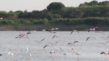 Sicilya Vendicari 'de gün batımında su birikintisinde dinlenen pembe flamingo.