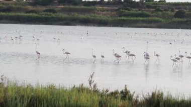 Sicilya Vendicari 'de gün batımında su birikintisinde dinlenen pembe flamingo.