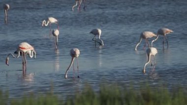Sicilya Vendicari 'de gün batımında su birikintisinde dinlenen pembe flamingo.