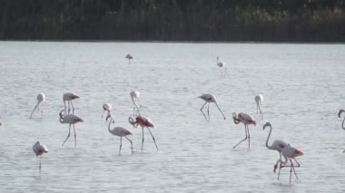 Sicilya Vendicari 'de gün batımında su birikintisinde dinlenen pembe flamingo.