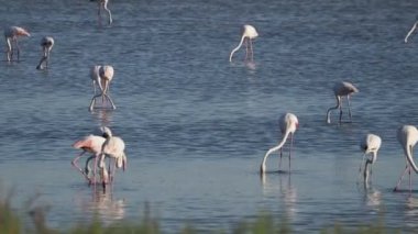 Sicilya Vendicari 'de gün batımında su birikintisinde dinlenen pembe flamingo.