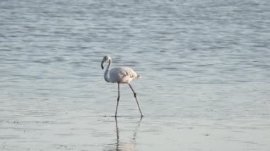 Sicilya Vendicari 'de gün batımında su birikintisinde dinlenen pembe flamingo.