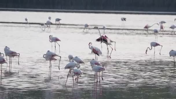 Flamingo Rosa Relajándose Estanque Agua Atardecer Sicilia Vendicari — Vídeo de stock
