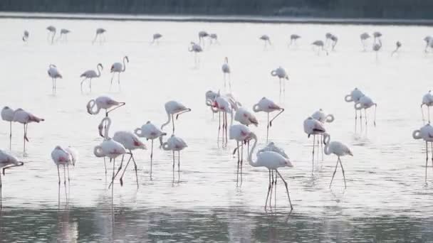Różowy Flamingo Relaks Stawie Wodnym Zachodzie Słońca Sycylii Vendicari — Wideo stockowe