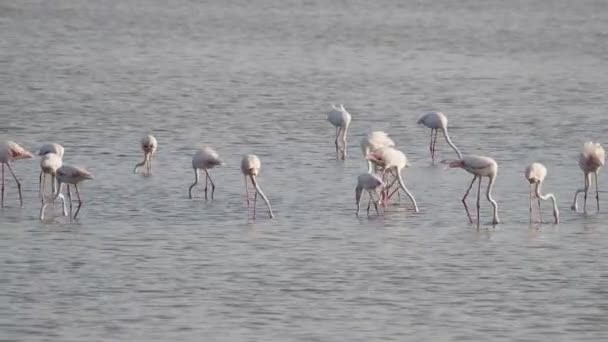 Fenicottero Rosa Rilassante Uno Stagno Acquatico Tramonto Sicilia Vendicari — Video Stock