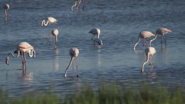 Różowy Flamingo Relaks Stawie Wodnym Zachodzie Słońca Sycylii Vendicari — Wideo stockowe