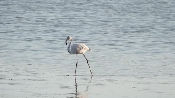 Flamingo Rosa Relajándose Estanque Agua Atardecer Sicilia Vendicari — Vídeos de Stock