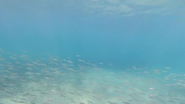 Sand Botten Vattnet Medan Snorkling Turkos Lagun — Stockvideo