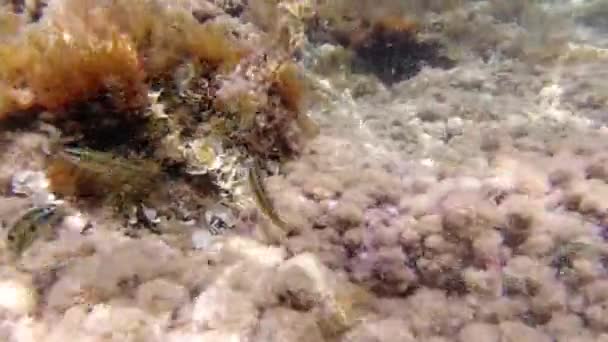 Sicilya Akdeniz Suları Altında Şnorkelle Yüzmek — Stok video