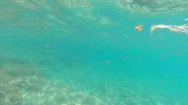 Снорклінг Хворих Середземноморському Морі Підводний Пейзаж — стокове відео