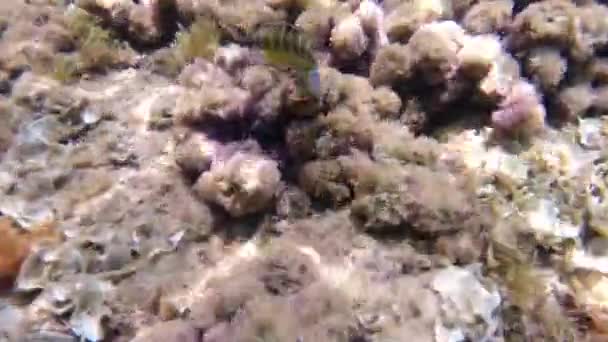 Сноркелинг Сицилии Средиземное Море Подводный Пейзаж — стоковое видео
