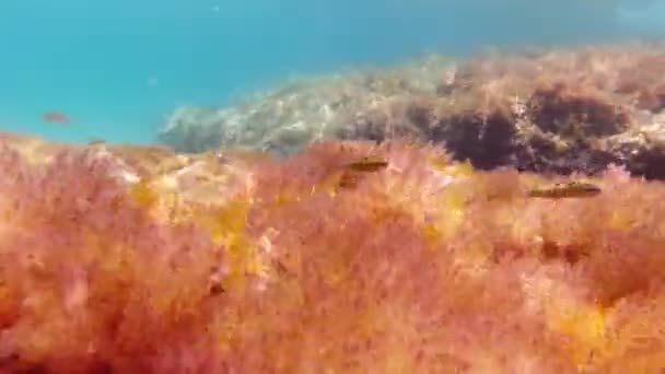 地中海の海底でシュノーケリングをしています — ストック動画