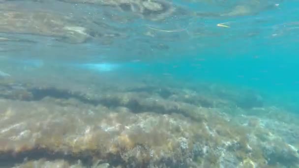 Schnorcheln Der Sizilianischen Mediterranen Unterwasserlandschaft — Stockvideo