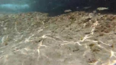 Sicilya Akdeniz suları altında şnorkelle yüzmek.