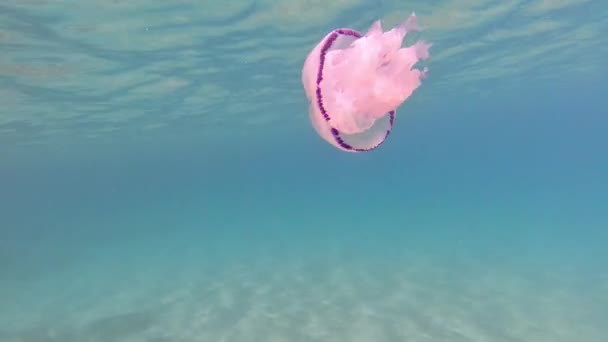 Barrel Jellyfish Underwater Rhizostoma Pulmo Turquoise Water — Stok Video