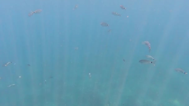 Peces Mientras Bucea Sicilia Mar Mediterráneo Paisaje Submarino Sicilia — Vídeo de stock