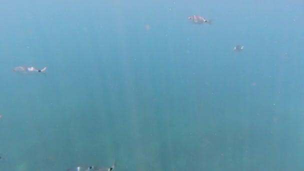 Poissons Lors Plongée Apnée Dans Mer Méditerranée Sicilienne Paysage Sous — Video