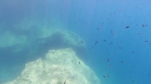 シチリア島の海中風景の中でシュノーケリングしながら魚 — ストック動画