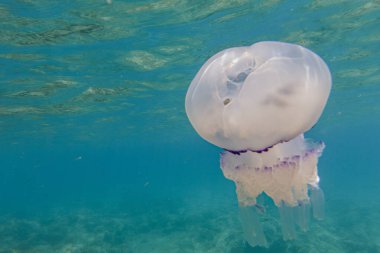 Fıçı Denizanası su altında Rhizostoma pulmo turkuaz suda.