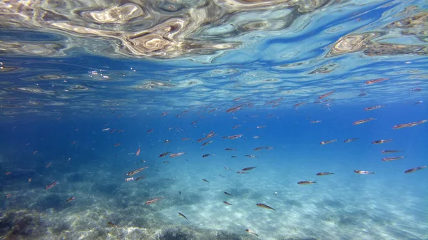 Fische Beim Schnorcheln Der Unterwasserlandschaft Des Sizilianischen Mittelmeeres — Stockfoto