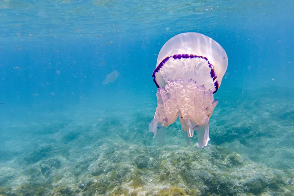 Бочка Медуза Під Водою Rizostoma Pulmo Бірюзовій Воді — стокове фото