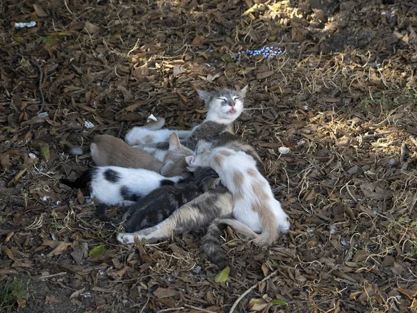 Moeder Kat Borstvoeding Pasgeboren Baby Kittens — Stockfoto