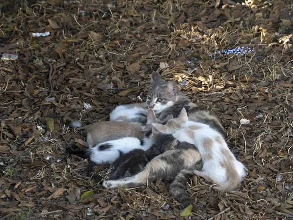 Mãe Cat Amamentando Gatinhos Recém Nascidos — Fotografia de Stock