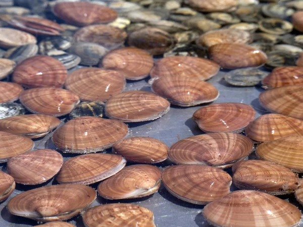 Škeble Ústřice Tank Rybí Restauraci Syracuse Sicílie Itálie — Stock fotografie