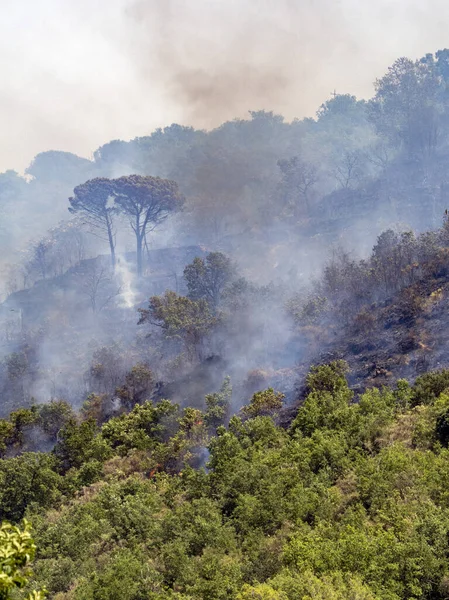 Forest and bush fire in sicily, Italy