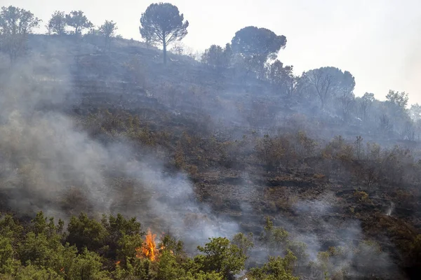 Lesní Požár Požár Keřů Sicílii Itálie — Stock fotografie