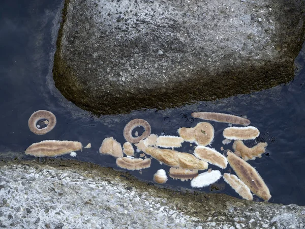 Bread Thrown Sea Detail — Stock Photo, Image