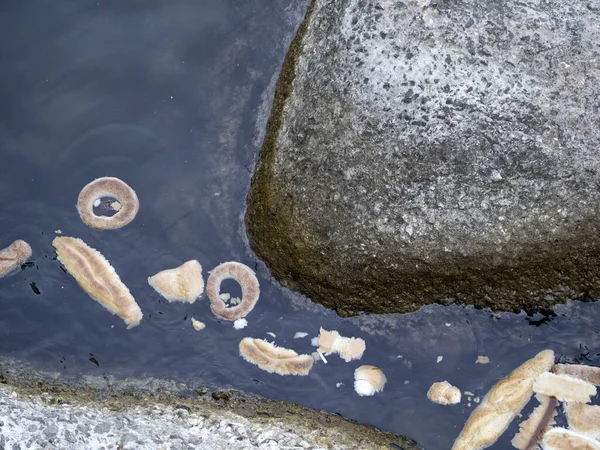 Bread Thrown Sea Detail — Stock Photo, Image