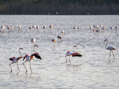 Sicilya 'daki Vendicari vahasında bir bataklıkta flamingo.