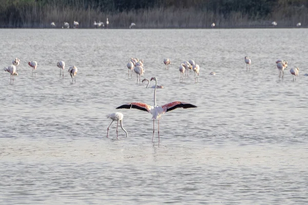 Sicilya Daki Vendicari Vahasında Bir Bataklıkta Flamingo — Stok fotoğraf