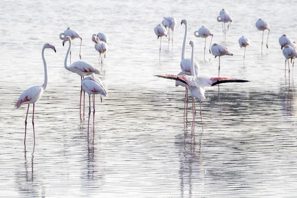 Flamingo Pântano Sicília Vendicari Oasis — Fotografia de Stock