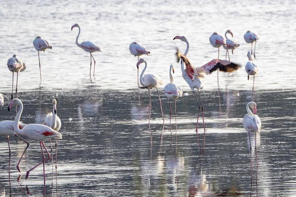 Flamingo Pântano Sicília Vendicari Oasis — Fotografia de Stock