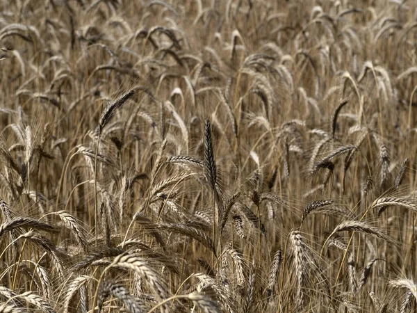 Campo Grano Maturo Pronto Raccolto Dettaglio — Foto Stock