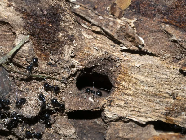 Semut Dalam Sarang Semut Hutan Menutup Makro — Stok Foto