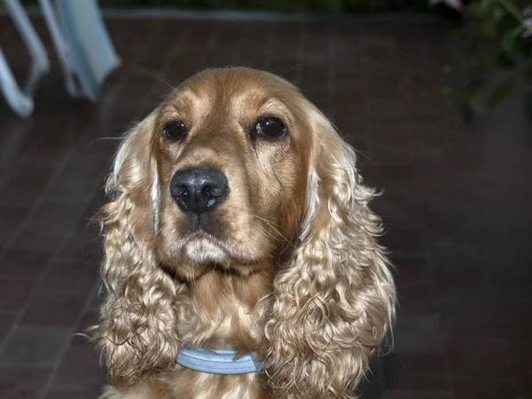 Podejrzany Pies Cocker Spaniel Patrząc Ciebie — Zdjęcie stockowe
