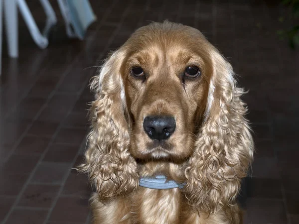 Podejrzany Pies Cocker Spaniel Patrząc Ciebie — Zdjęcie stockowe