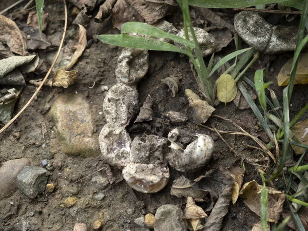 Ägg Från Snake Döda Kropp Skelett Fält Detalj — Stockfoto