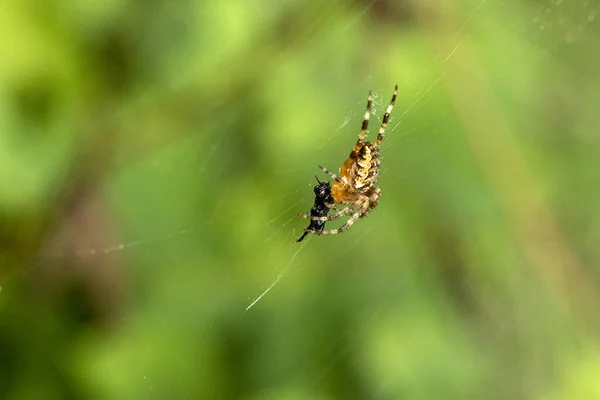 Spider Eet Zijn Prooi Gevangen Het Web — Stockfoto