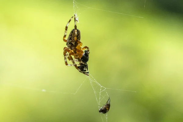 クモの巣に閉じ込められた獲物を食べる — ストック写真